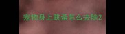 宠物身上跳蚤怎么去除