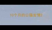 10个月的公猫发情