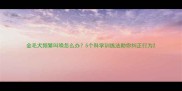 金毛犬频繁叫唤怎么办5个科学训练法助你纠正行为