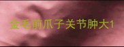金毛前爪子关节肿大