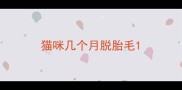 猫咪几个月脱胎毛