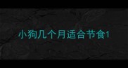 小狗几个月适合节食