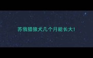 苏俄猎狼犬几个月能长大
