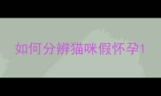 如何分辨猫咪假怀孕
