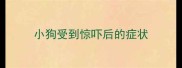 小狗受到惊吓后的症状