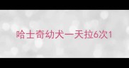 哈士奇幼犬一天拉6次