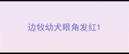 边牧幼犬眼角发红
