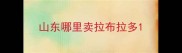 山东哪里卖拉布拉多