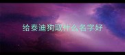 给泰迪狗取什么名字好