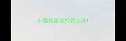 小猫疫苗没打完上床