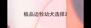极品边牧幼犬选择