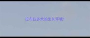 拉布拉多犬的生长环境