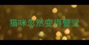 猫咪忽然变得警觉