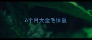 6个月大金毛体重