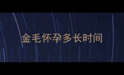 金毛怀孕多长时间