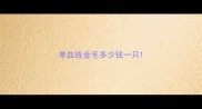 单血统金毛多少钱一只