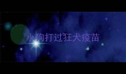 小狗打过狂犬疫苗