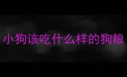 小狗该吃什么样的狗粮