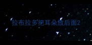 拉布拉多把耳朵放后面