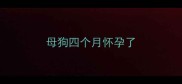 母狗四个月怀孕了