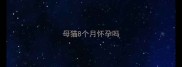 母猫8个月怀孕吗