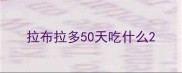拉布拉多50天吃什么