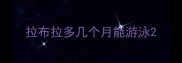 拉布拉多几个月能游泳