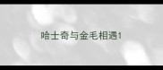 哈士奇与金毛相遇