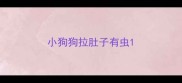 小狗狗拉肚子有虫