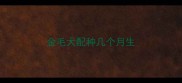 金毛犬配种几个月生