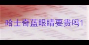 哈士奇蓝眼睛要贵吗