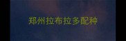 郑州拉布拉多配种