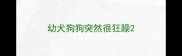 幼犬狗狗突然很狂躁