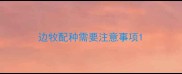 边牧配种需要注意事项