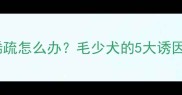 边境牧羊犬毛发稀疏怎么办毛少犬的5大诱因与专业护理方案