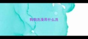 狗狗洗澡用什么洗
