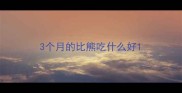 3个月的比熊吃什么好