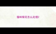 猫咪菊花怎么处理