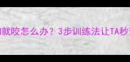 狗狗见其他狗就咬怎么办3步训练法让TA秒变社交小暖男