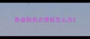 泰迪狗有点便秘怎么办