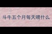 斗牛五个月每天喂什么