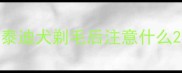 泰迪犬剃毛后注意什么