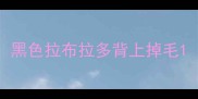 黑色拉布拉多背上掉毛