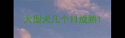 大型犬几个月成熟