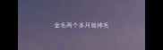 金毛两个多月就掉毛