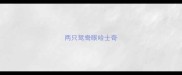 两只鸳鸯眼哈士奇