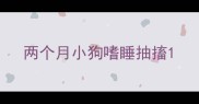 两个月小狗嗜睡抽搐