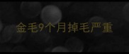 金毛9个月掉毛严重
