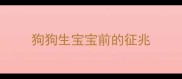 狗狗生宝宝前的征兆