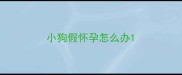 小狗假怀孕怎么办